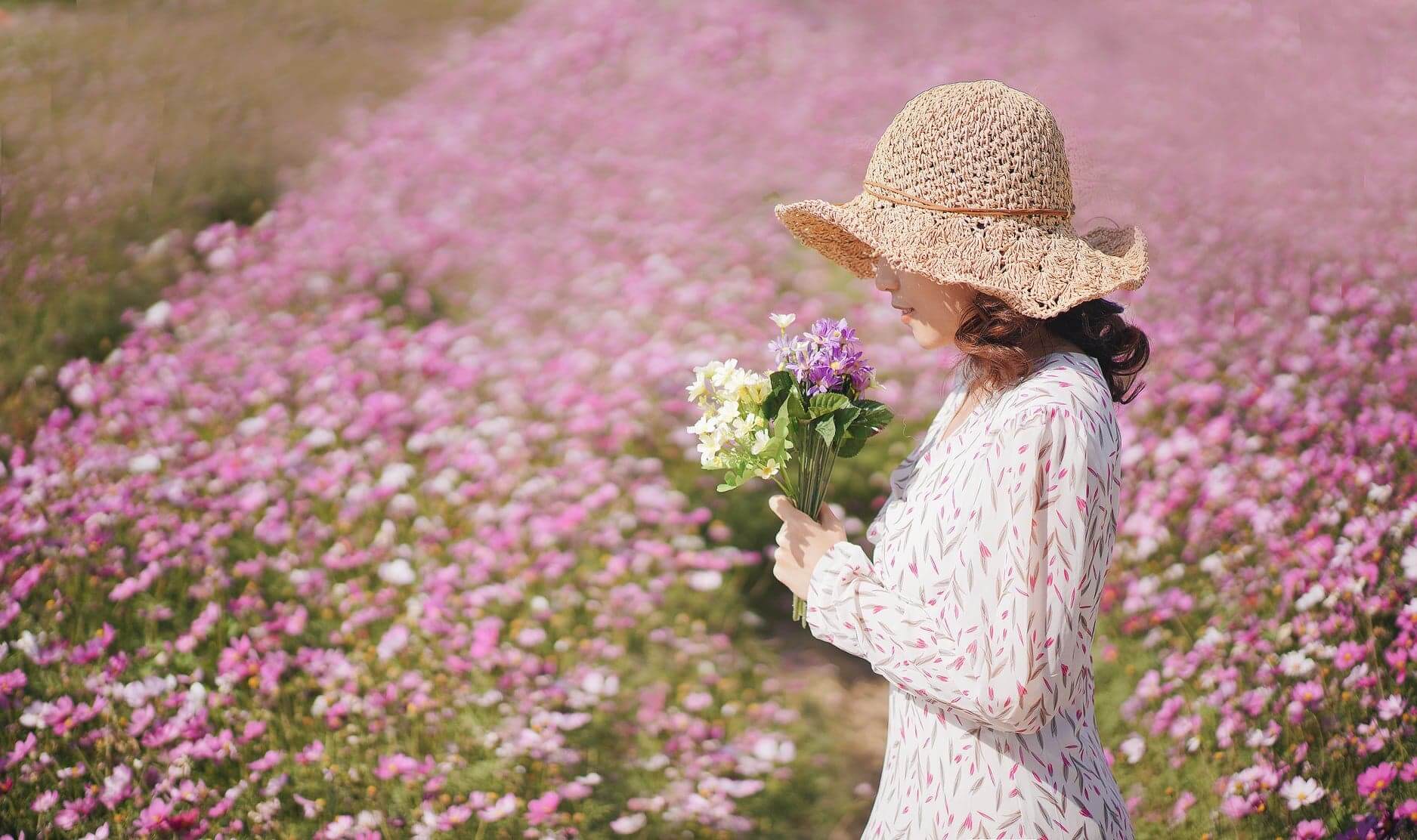 香港的錦田都有波斯菊花田！粉紅一片，景色令人淘醉。